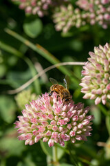 close-up of a honey bee on pink flower