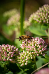 close-up of a honey bee in flight taking off from a pink flower