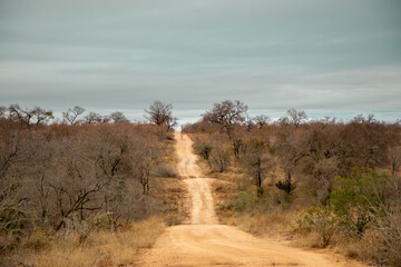 Fototapeta premium Dirt road in the African bush.