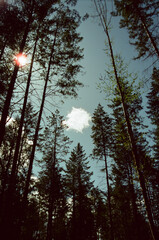 Forest trees PNW 35mm with cloud