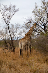 Obraz premium Giraffe walking in the savannah