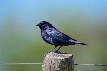 Shiny Cowbird,perched on a fence post, La Pampa, Argentina.