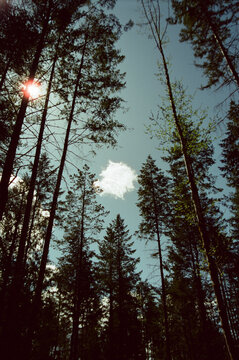 Forest Trees PNW 35mm With Cloud