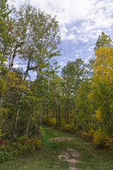 Autumn Creeping into the Woods