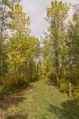 Fototapeta premium Autumn Creeping into the Woods