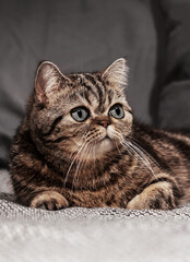 Portrait of a pet. A beautiful tortoiseshell cat, Scottish Straight, is lying on the couch.