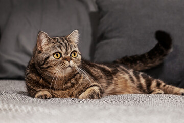 Portrait of a pet. A beautiful tortoiseshell cat, Scottish Straight, is lying on the couch.