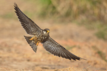 amur falcon bird of prey in flight