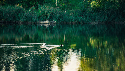 reflections in the water