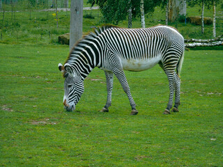 Obraz na płótnie Canvas zebra on grass