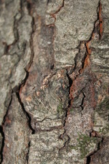 bark of a tree