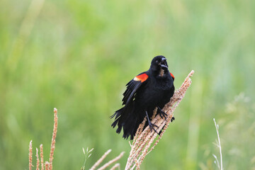 Exuberant Red-winged Blackbird perched on wild grass sings and calls at Custer State Park in South Dakota