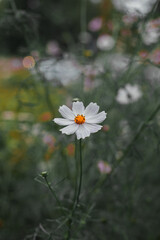 chamomile floral blooming flower in garden bed natural vertical photography in moody unsaturated color style