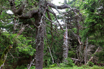 Clean Landscape in mountains Hruby Jesenik in the northeastern Bohemia, Czech Republic