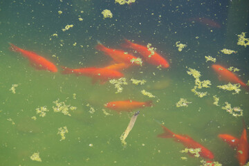 Full frame high angle view of a group of goldfish in the muddy water of a pond