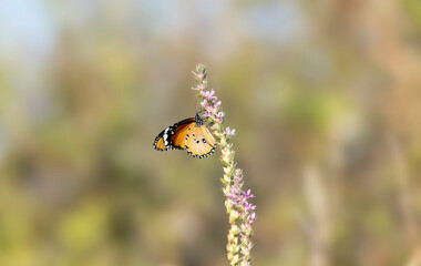 A male African queen (Danaus chrysippus)