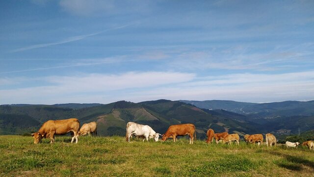 Manada de vacas en la monta&ntilde;a de Lugo, Galicia