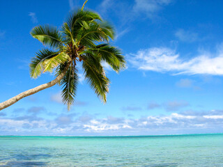 Naklejka na ściany i meble Tropical palm over turquoise blue water of a Pacific island - Huahine, Polynesia, South Pacific...
