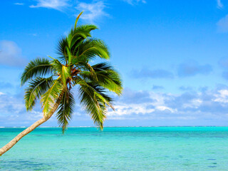 Coconut palm over azure blue water of a paradise island - Huahine, Polynesia, South Pacific...