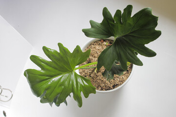 Gardening: philodendron selloum on white background. Close-up view of leaves. houseplant for home...