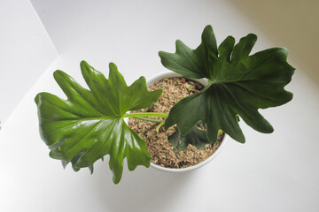 Gardening: philodendron selloum on white background. Close-up view of leaves. houseplant for home decor. © Jamaludinyusup