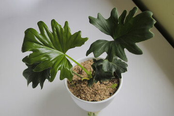 Gardening: philodendron selloum on white background. Close-up view of leaves. houseplant for home...