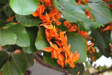 red and yellow flowers
