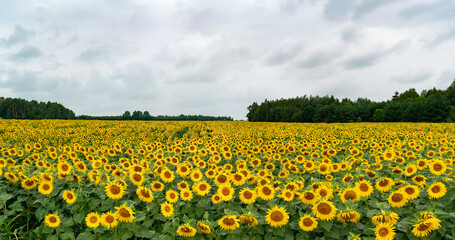 Fototapeta premium Yellow field of sunflower flowers. Colorful landscape. Wallpaper, postcard, natural background.
