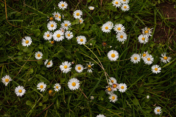 Bellis perennis, the daisy.To distinguish this species from other 