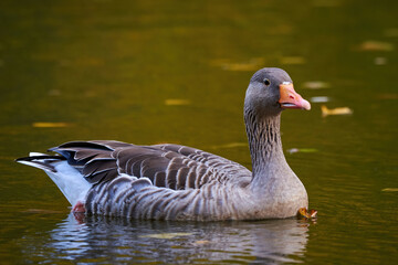 Greylag Goose swimming in a pond (Anser anser)