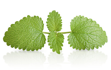 fresh sprig of Melissa on white isolated background