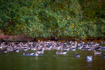 Birds in the lake.Park in Fürth, Germany, during autumn season