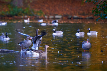 Greylag Geese in the lake.Park in Fürth, Germany, during autumn season
