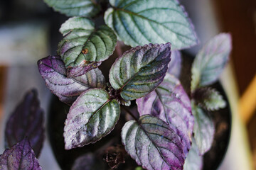 Red Flame Ivy (Hemigraphis colorata) with Purple and green leaves stock photo. Also called as purple waffle plant, Sambang getih, or remek daging. Indonesian native plants with medicinal properties.