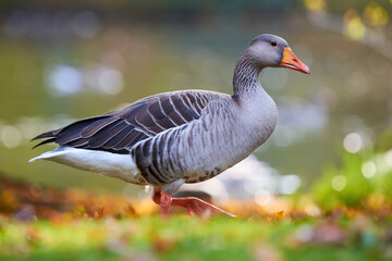 Greylag Goose on field in autumn  (Anser anser)