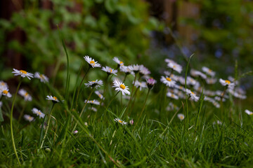Bellis perennis, the daisy.To distinguish this species from other 
