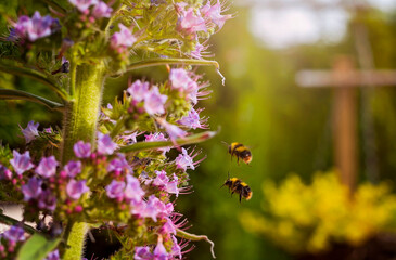 Bees feasting on nectar from an Echium pininana.Commonly known as the tree echium, pine echium, giant viper's-bugloss, or tower of jewels.