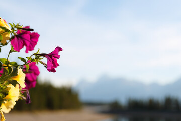 Closeup of Morning Glory with Jackson Lake as background at Grand Teton National Park, Wyoming USA