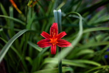 Hemerocallis 'Sammy Russell'.A beautiful cultivar of Day Lily.