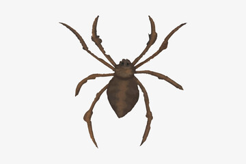 watercolor Halloween spider