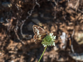 Bright imago Chazara briseis, the hermit, is a butterfly species belonging to the family Nymphalidae.