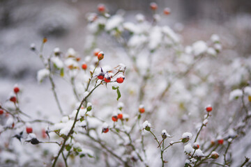 Rosehip branches with fruits and flowers covered with snow