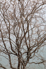 Texture of dry branches with an empty bottom of calm waters.