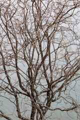 Fototapeta premium Texture of dry branches with an empty bottom of calm waters.