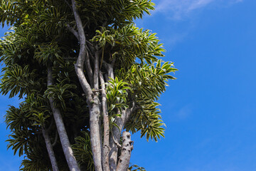 Beautiful ornamental houseplant leaves with a clear blue sky background. Dracaena reflexa commonly called song of India or song of Jamaica is a tree native to Mozambique, Madagascar, Mauritius.