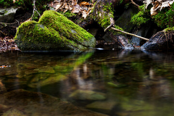 Green moss growing on a stone by a mountain river in the forest.