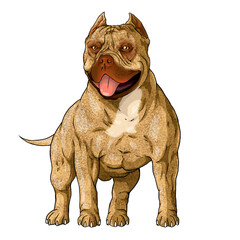 pitbull american bully dog draw