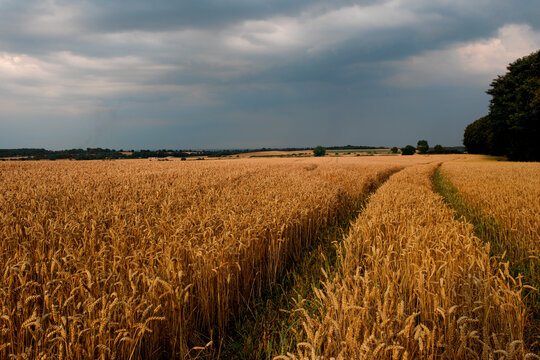 A big field of wheat and sky at sunset, usual rural England landscape in Yorkshire © Iryna