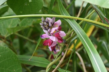 Kudzu flowers. Kudzu is a Fabaceae perennial vine plant that uses roots as ingredients and crude drugs in Japan. 