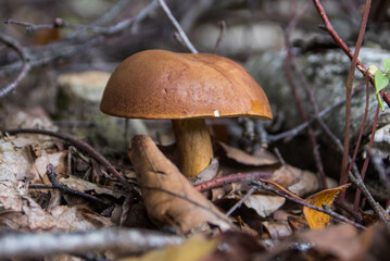 Forest mushroom